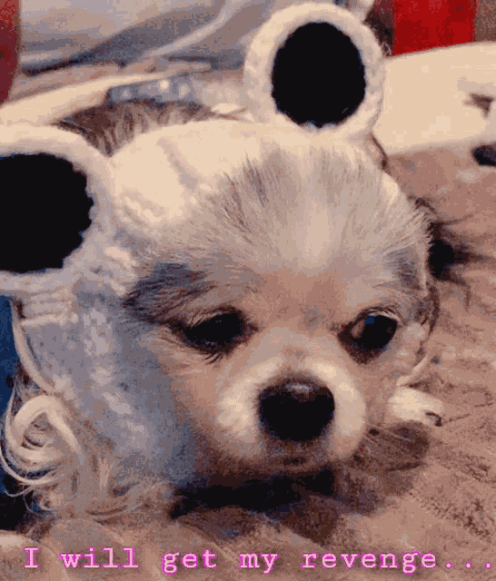 Cute Dog Cute Puppy GIF