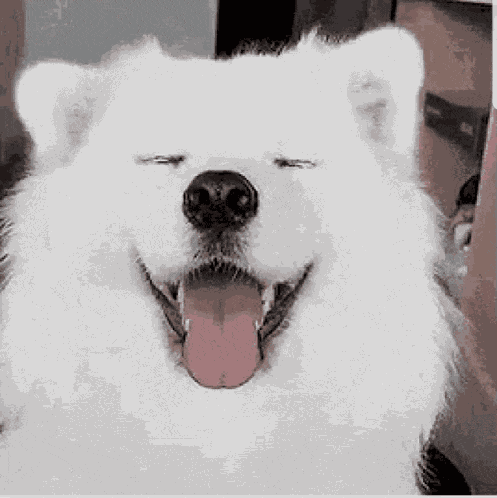 Cute Dog Happy GIF