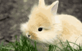 Cute Fuzzy Bunny Meme