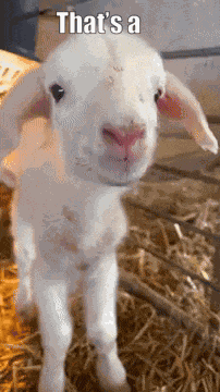 Cute Goat GIF