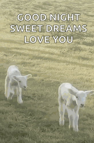 Cute Lamborghini GIF