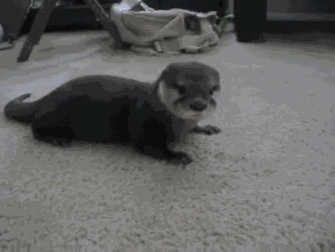 Cute Otter GIF