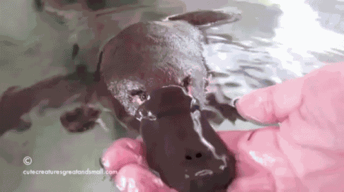 Cute Platypus GIF