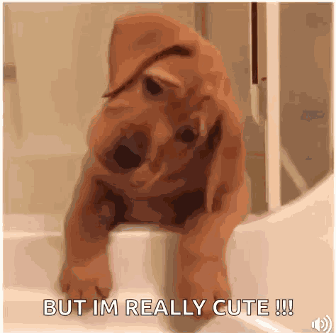 Cute Puppy GIF