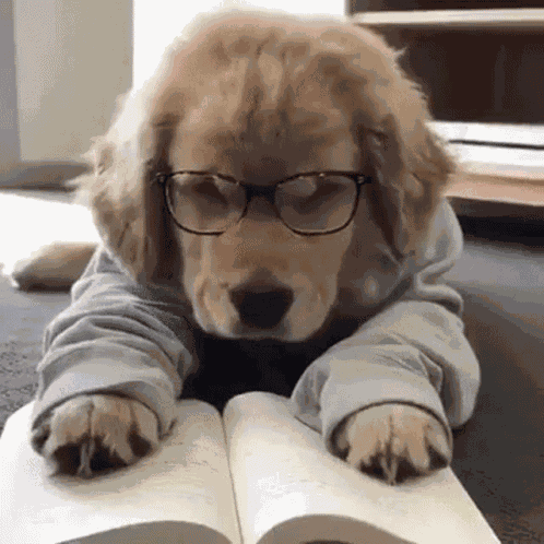 Cute Puppy GIF