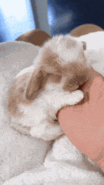 Cute Rabbit GIF
