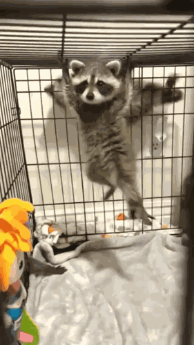 Cute Raccoon GIF