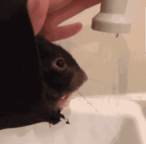 Cute Rat Rat Drinking GIF