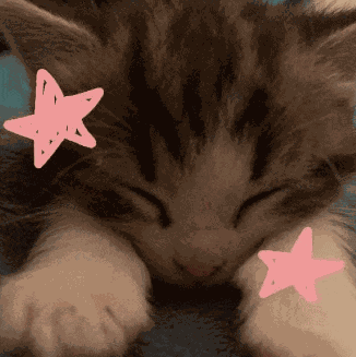 Cute Sleeping Cat Cute Cat Meme