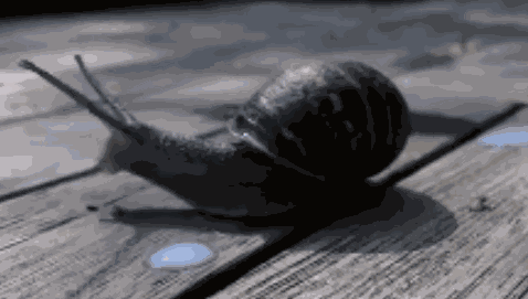 Cute Snail Drinking Milk Greedy Snail GIF