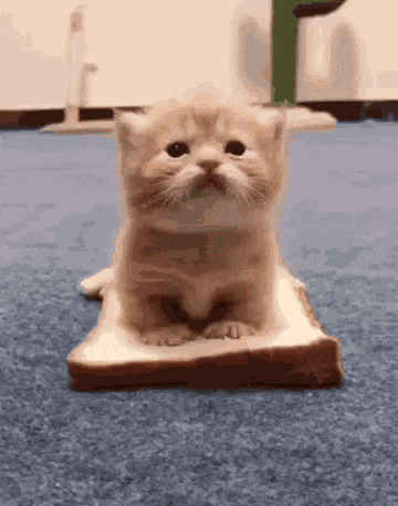 Cutecat Catsandwich GIF