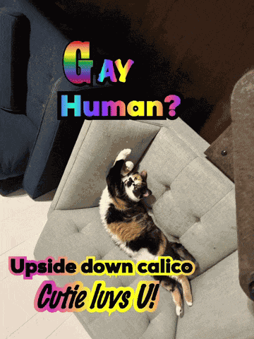 Cutest Cats Cute Cats GIF