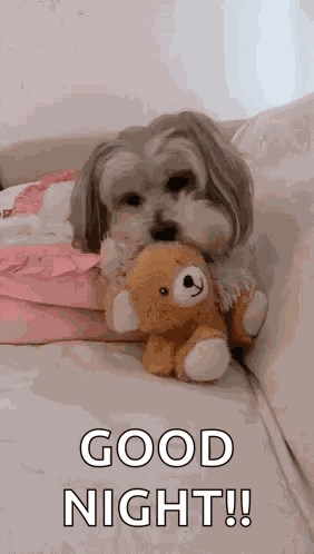 Cutie Pie So Cute GIF
