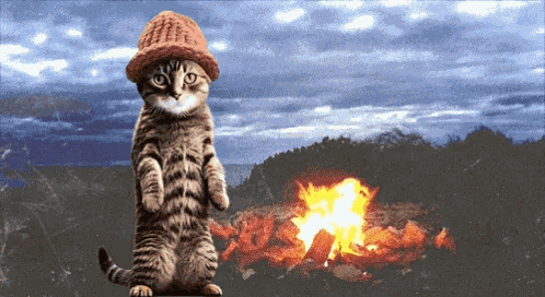 Cwif Catwifhat GIF