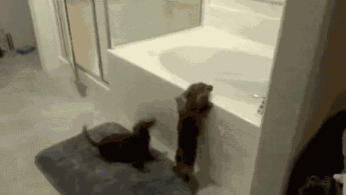 Dachshund Bath Time! GIF