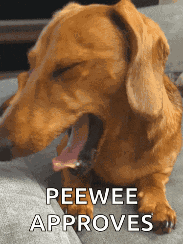 Dachshund Dachshund Puppies GIF