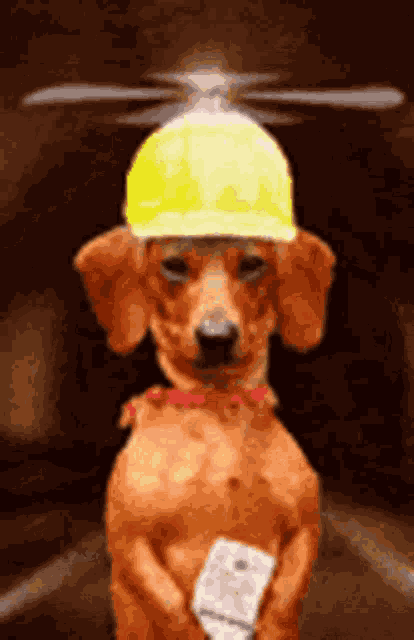 Dachshund Dog GIF