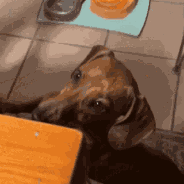 Dachshund Dog GIF
