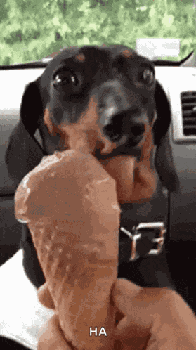 Dachshund GIF
