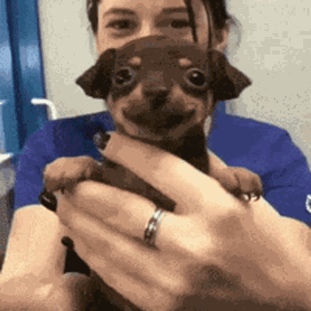 Dachshund Happy GIF