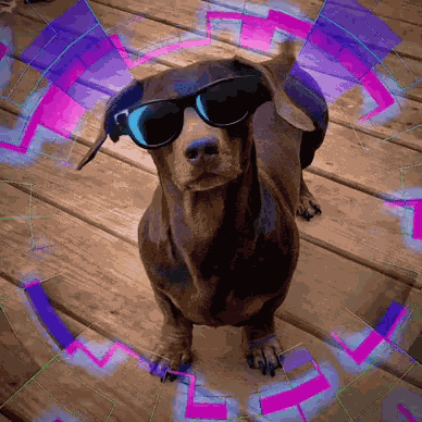 Dachshund Weiner GIF