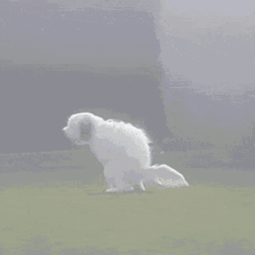 Daequan Dog GIF