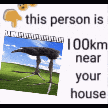Damn Bird Away From Your House Near Your House GIF