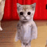 Dance Kucing Joget GIF