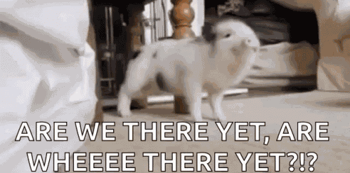 Dance Pig GIF