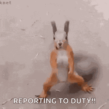Dance Squirrel GIF