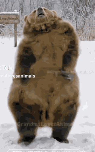 Dancing Bear GIF