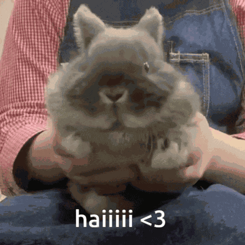 Dancing Bunny Dancing Rabbit GIF