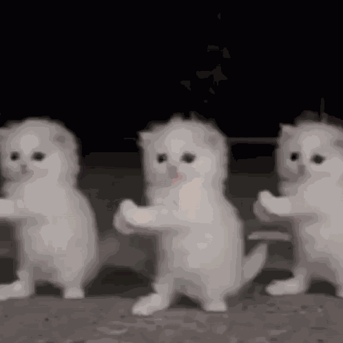 Dancing Cat Ai Cat Dancing GIF