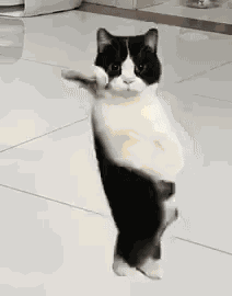 Dancing Cat Cat Dance GIF