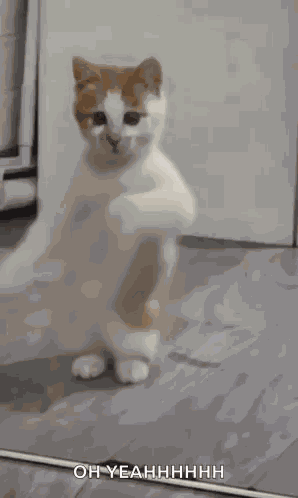 Dancing Cat Dance GIF