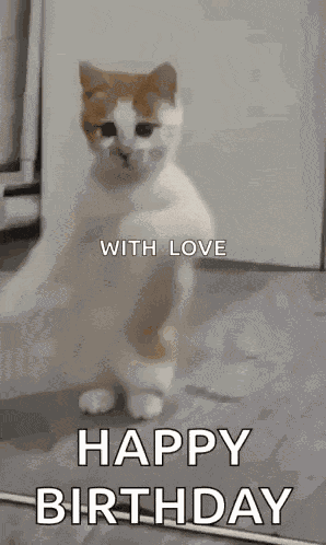 Dancing Cat Dance GIF