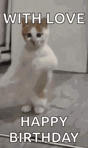 Dancing Cat Dance GIF