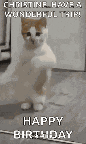 Dancing Cat Dance GIF
