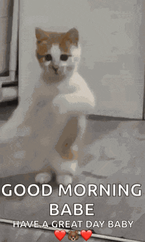 Dancing Cat Dance GIF