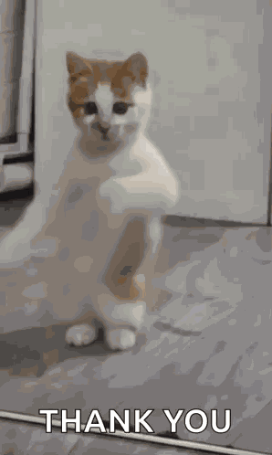 Dancing Cat Dance GIF