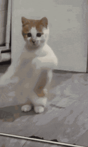 Dancing Cat Dance GIF