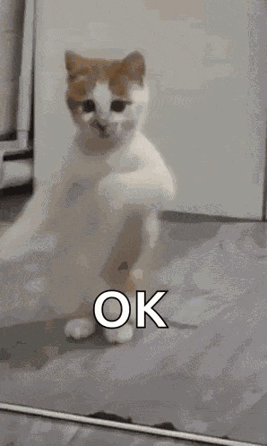 Dancing Cat Dance GIF