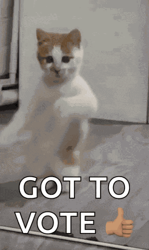 Dancing Cat Dance GIF
