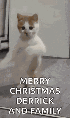 Dancing Cat Dance GIF