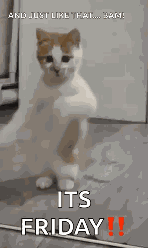 Dancing Cat Dance GIF