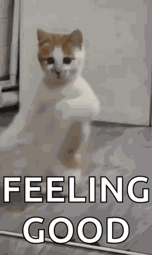 Dancing Cat Dance GIF