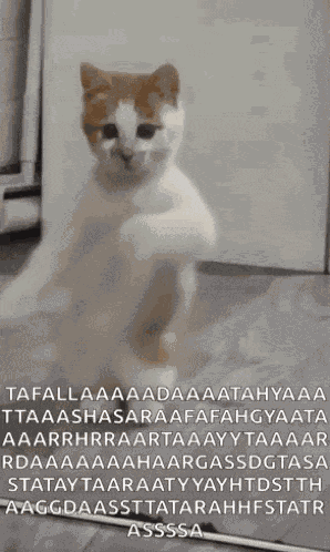 Dancing Cat Dance GIF
