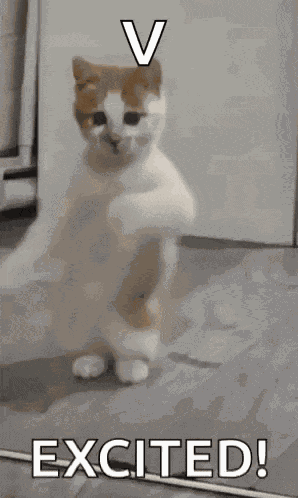 Dancing Cat Dance GIF