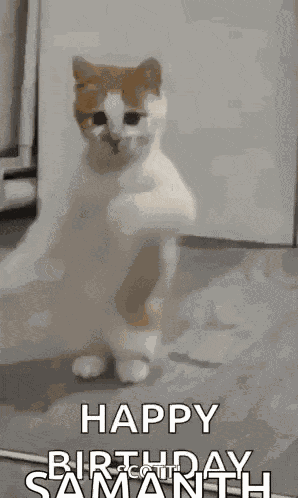 Dancing Cat Dance GIF