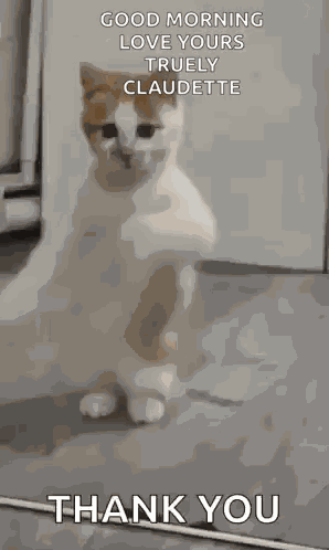 Dancing Cat Dance GIF